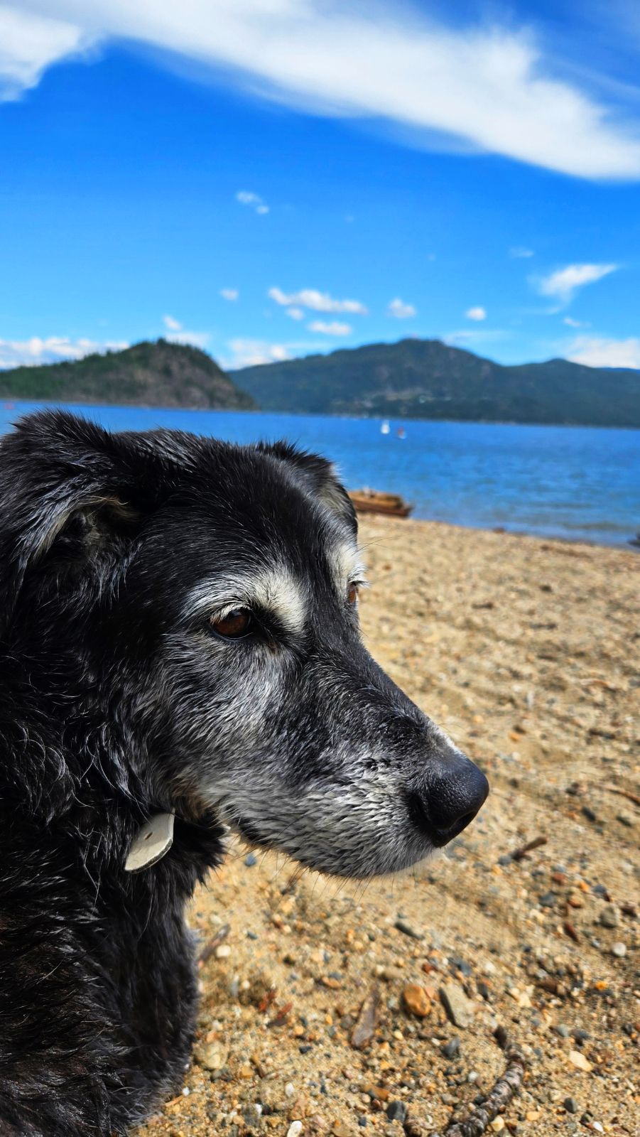 A dog resting on the beach with Shuswap Lake and the hills behind