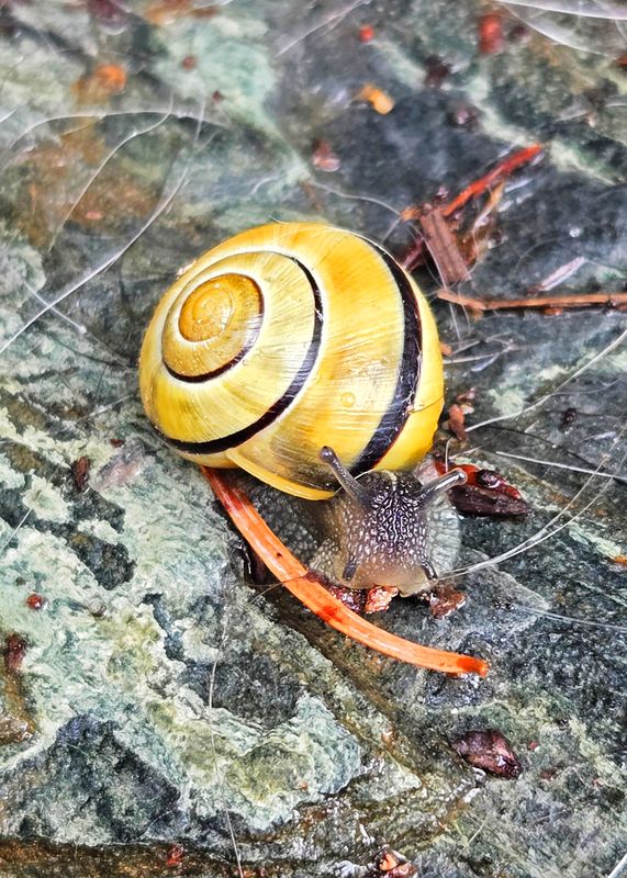 A yellow banded snail on a wet rock