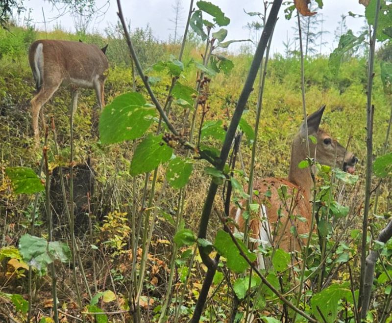 Two deer grazing in the brush near the resort